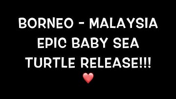 BORNEO - MALAYSIA EPIC BABY SEA TURTLE RELEASE!!! ❤️ Sabah, Sandakan, Turtle Island, Sepilok + More🤩