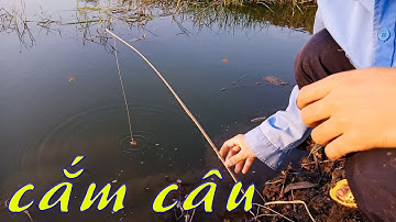 CSRV 03 | Không ngờ bữa nay ĐI CẮM CÂU CÁ LÓC lại được con cá to dữ vậy | Snakehead Fishing