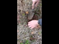 Truffle tree root sampling 2