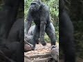 An 8 year old Gorilla walking towards the forest .