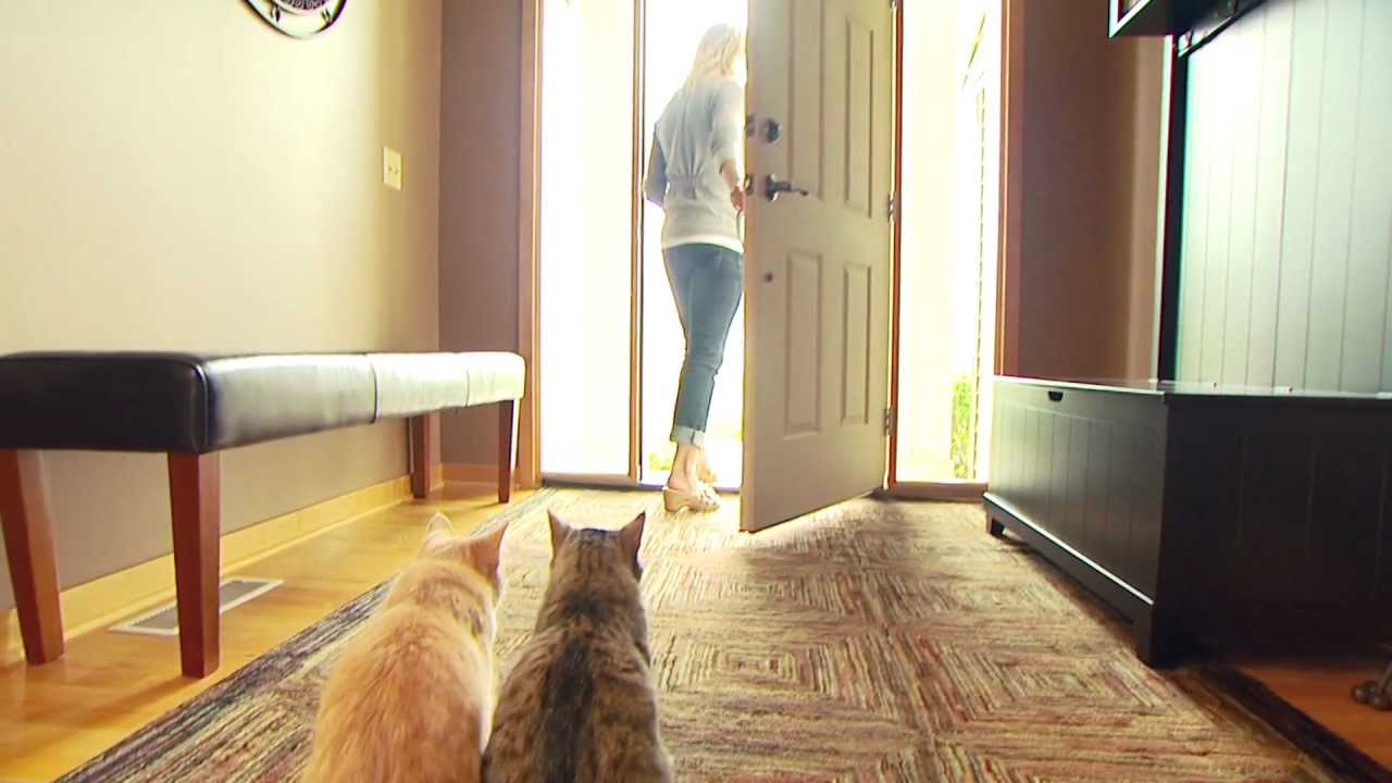 How to Prevent Cat Allergy Symptoms -- From the makers of ...