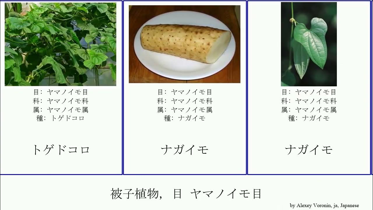 被子植物, 目 ヤマノイモ目 angiosperms ナガイモ カシュウイモ トゲドコロ Dioscoreales アケビドコロ ネバリノ