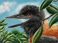 Pitohui dichrous SPEED PAINTING