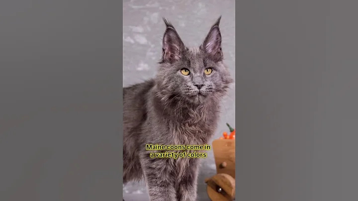 Video 11471901: mainecoons mainecoonkitten, mainecoon pets