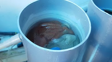 [Cá Koi Bể Kính] làm lọc tràn bằng ống nhựa PVC siêu hiệu quả