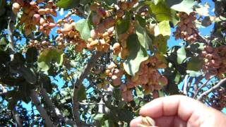 Pistachio Trees Load For Harvest