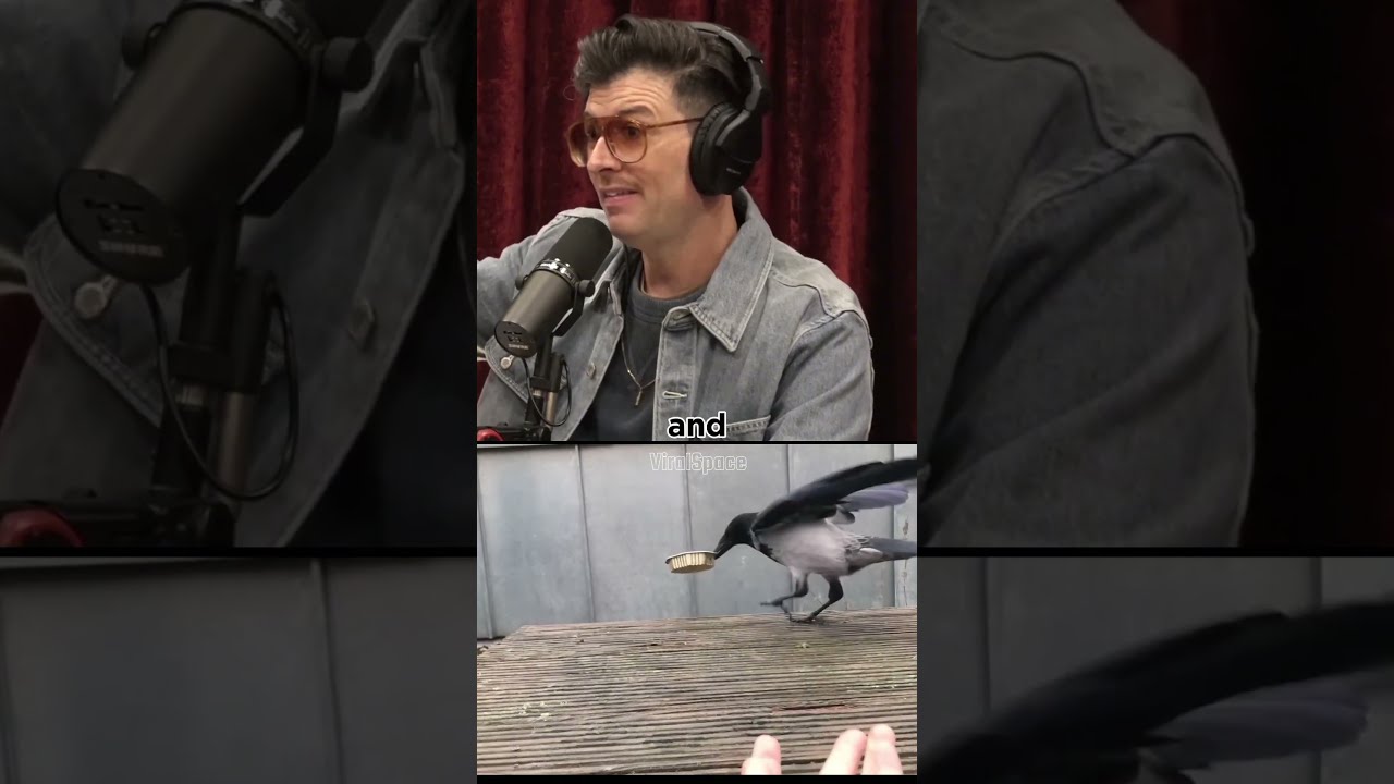 Joe Rogan On How To Train A Crow
