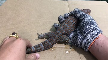 Tắc kè 250gram , quá khủng luôn nha