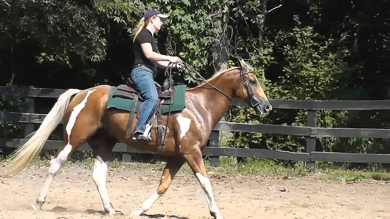 Sundance going bridleless. APHA Palomino Paint gelding. YouTube