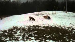 Maple, Omie, Ruby and Ryder 2012-02-14