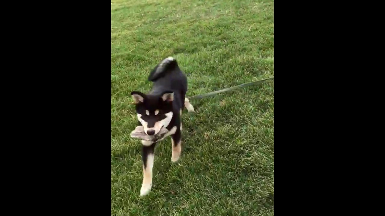 Shiba Puppy Off Leash Recall Training