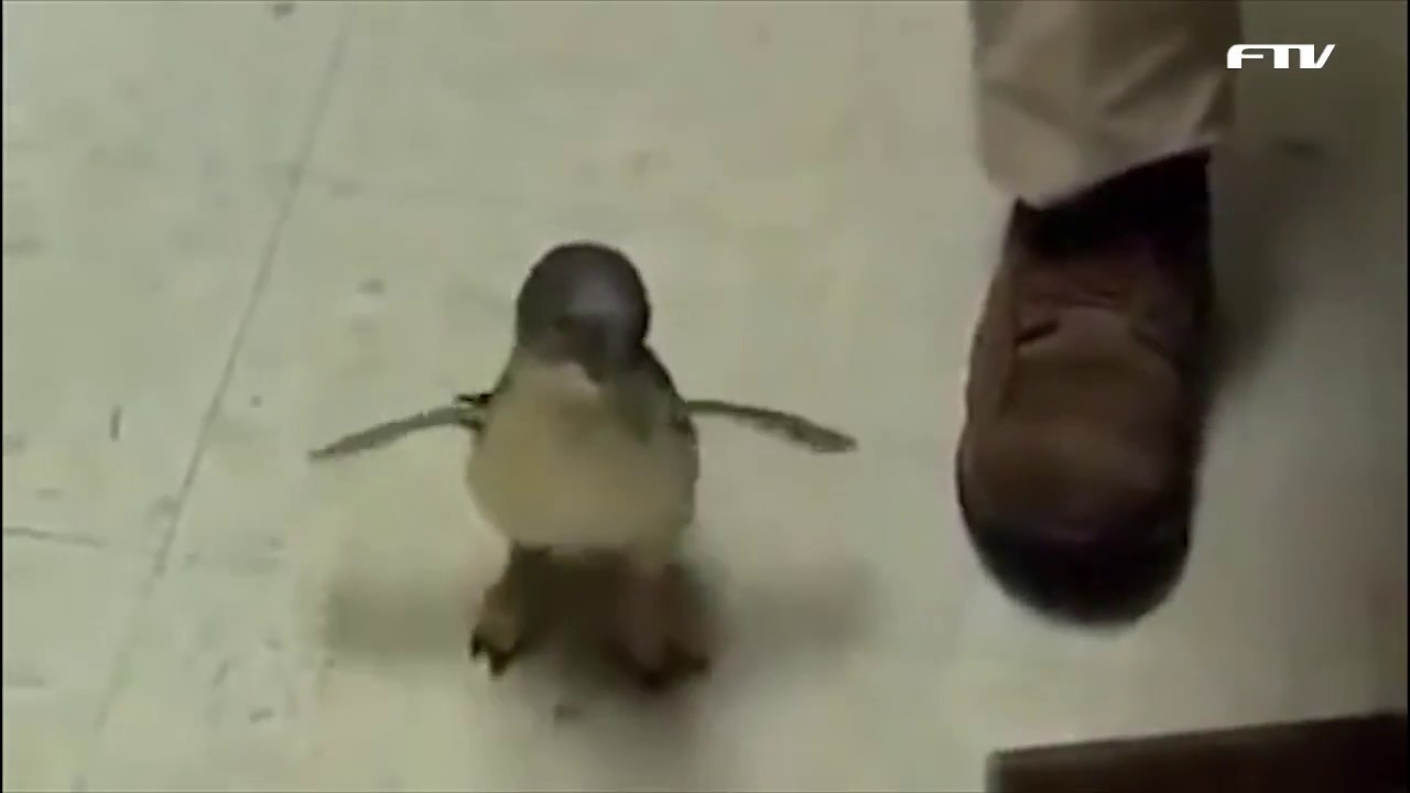 飼育員さんがなでなですると 全力で甘える赤ちゃんペンギンが可愛い The World Video