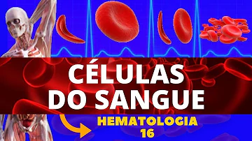 O que controla a produção das células sanguíneas?