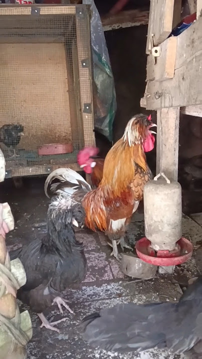 AYAM BERAMBUT PANJANG BERKOKOK.