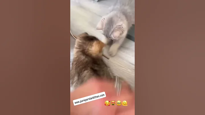 Video 11322141: cats catlover cute, catlover cuddling, adorable cats