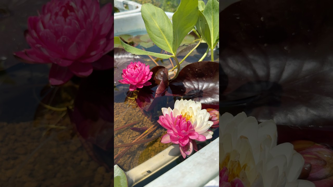 5/18紅白な睡蓮ジャッカフォン濃いタイプ #ガーデニング #aquarium #flowers #ビオトープ #めだか #garden #アクアリウム #メダカ #睡蓮 #スイレン #園芸