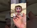 Can This Little Monkey Get Any Cuter Can This Little Monkey Get Any Cuter