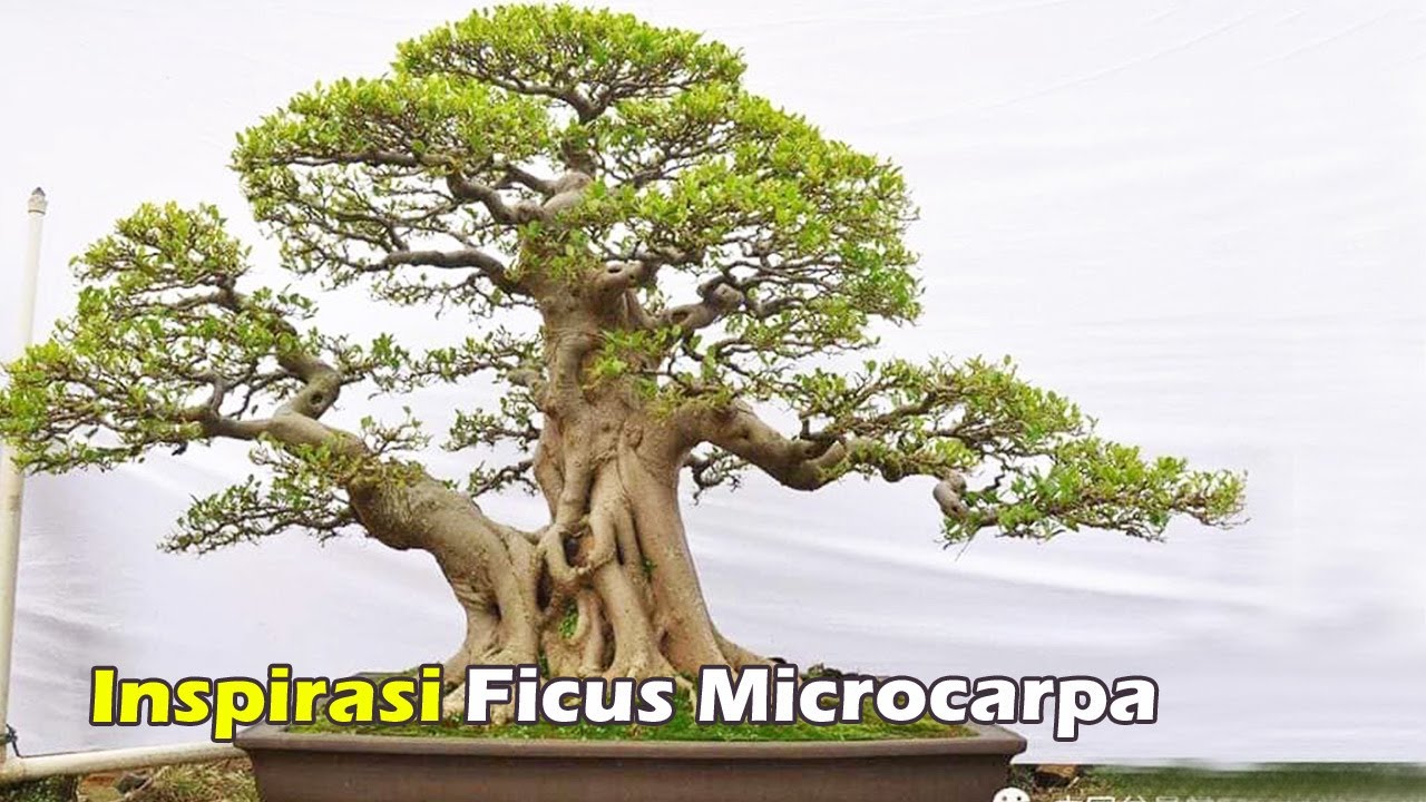 Ilustrasi Bonsai Ficus Microcarpa.