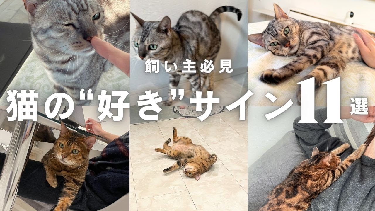 【要注意】猫の“好きサイン”に気づかないと関係が冷める!? 11のしぐさ