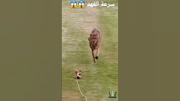 سرعة الفهد 