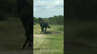 horse vs american alligator at Florida State Park 🐴vs🐊