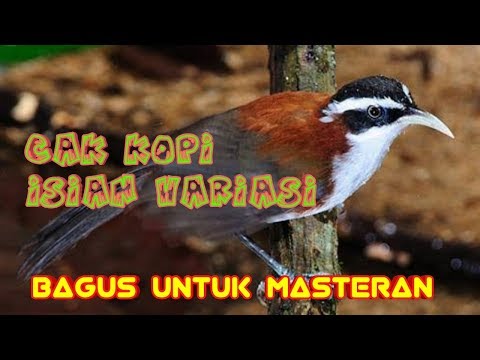 STOP ! JANGAN PELIHARA BURUNG INI KALAU GA MAU KENA MARAH TETANGGA
