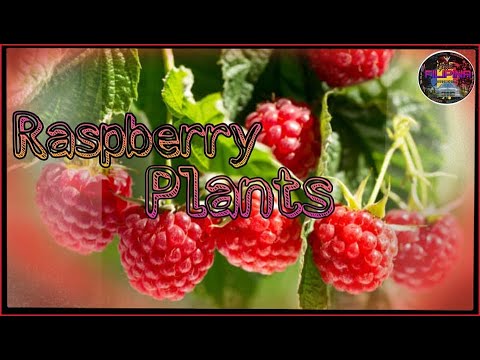 Video: Salamin Ng Raspberry - Gourmet Sa Hardin