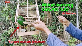 Seru..!! Mikat burung cucak ijo mengunakan sangkar jebak | hutan Sumatera