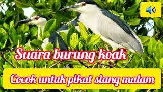 Suara burung koak/suara burung koak malam/burung koak/burung goak