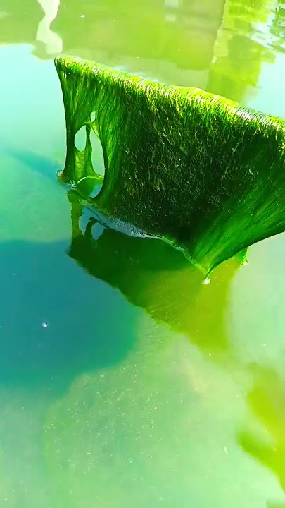 Harvesting Green Moss Bait With a Stick – Crystal Clear Fibers! 🌿🎣🐟 #fishing