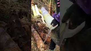 bamboo shoots processing #video