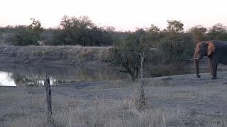 `Elephant Walks Right Into A Lion Pride At A Waterhole