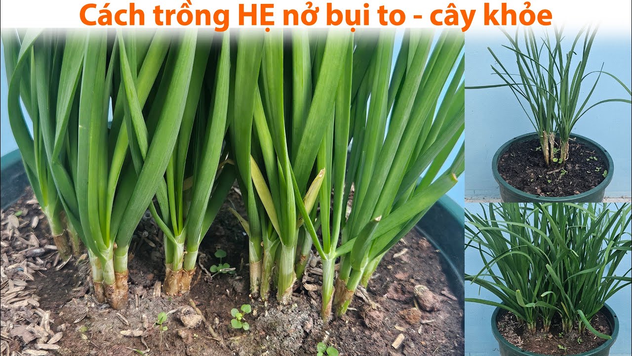 Cách trồng cây hẹ nở bụi to - cây khỏe