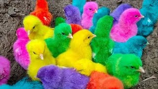 colorful chicks in pakistan,colorful chicks in india,color chicks in telugu,korean colored chicks,