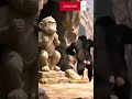“Cat Regretted Messing With a Monkey 🐒”#shorts #viralvideo