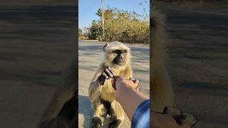 When A Monkey Meets You On The Road