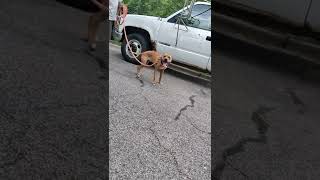 Breakbreds Thumper From The Guns & Ammo Breeding