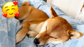 DOMESTICATED FOX IN MY BED❗️[LIVING IN POLAND] 2022