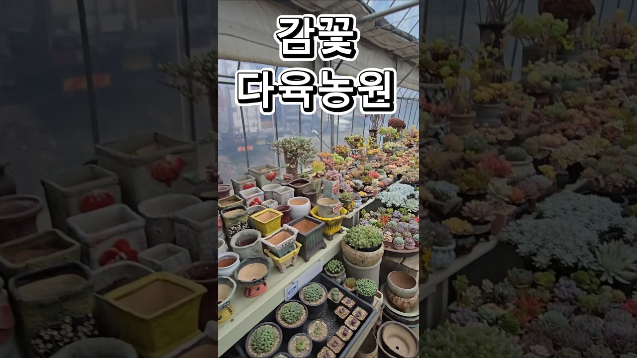 감꽃다육농원 상주시 북룡동 다육이 농촌에서 살아보기 쉬엄쉬엄 숏폼화원투어 라이브로 잘나가는 여자 전미애의맛있는이야기 미애언니 전미애가간다