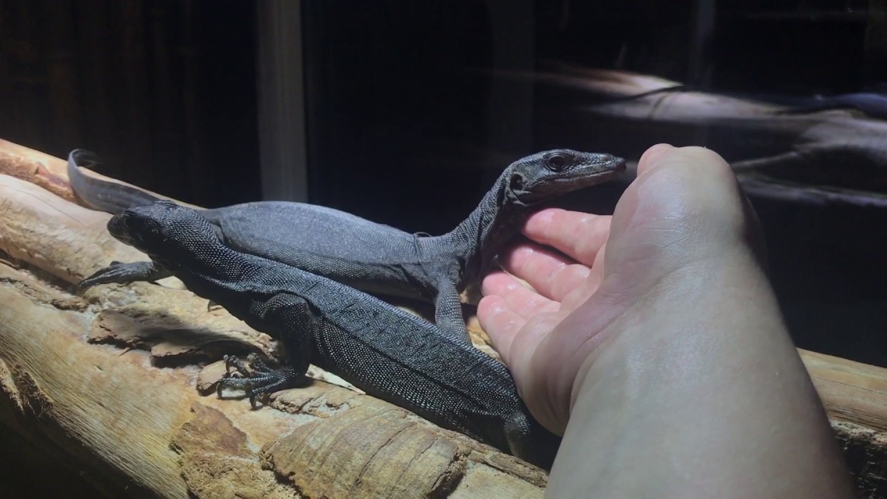 caiman lizard pet Super tame black dragons