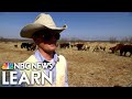 Ranching and Cattle Management in Texas