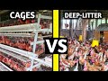 Battery Cage VS Deep Litter System | WHICH IS BETTER?