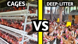 Layer Cage System: Advantages And Disadvantages | World Farmers Centre