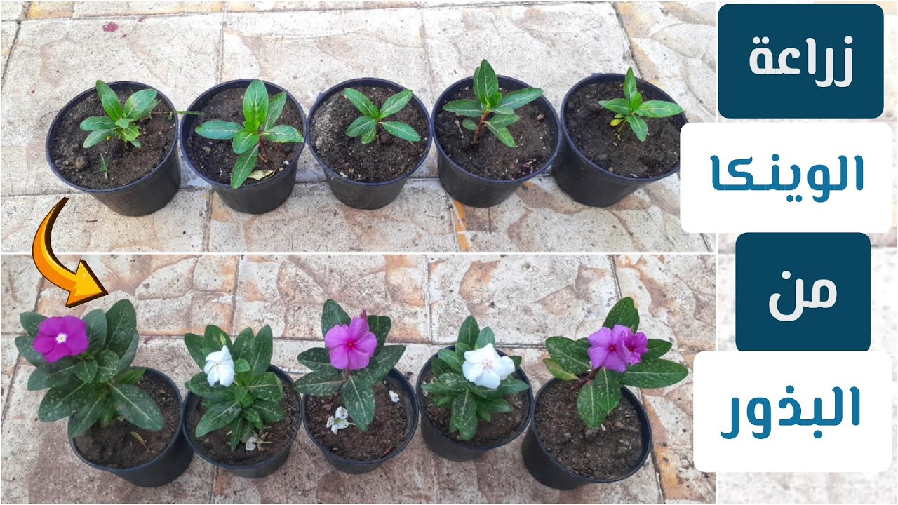 أسهل طريقة لزراعة الوينكا (عين البزون ) من البذور