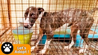We find a dog living inside a cage in inhumane conditions !