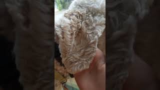 Meet Albert The Poodle