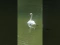 🦢 Serene White Swan Gliding | Parc Georges-Valbon (Paris)