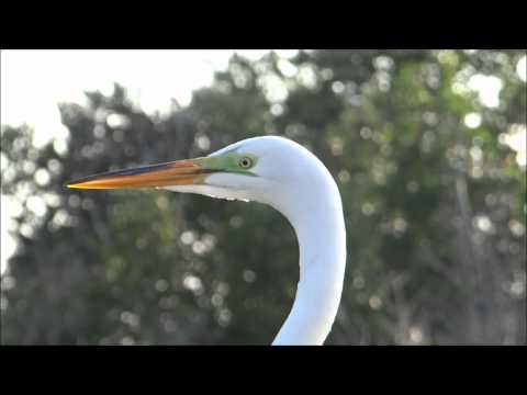 The Great Egret (Ardea alba) Pinellas County Florida (Sony HX 200v) REVIEW