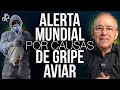 Alerta Mundial Por Virus De La Gripe Aviar - Oswaldo Restrepo RSC