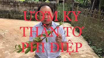 Cách ươm ky thân tơ phi điệp. sơn cầm tap 85